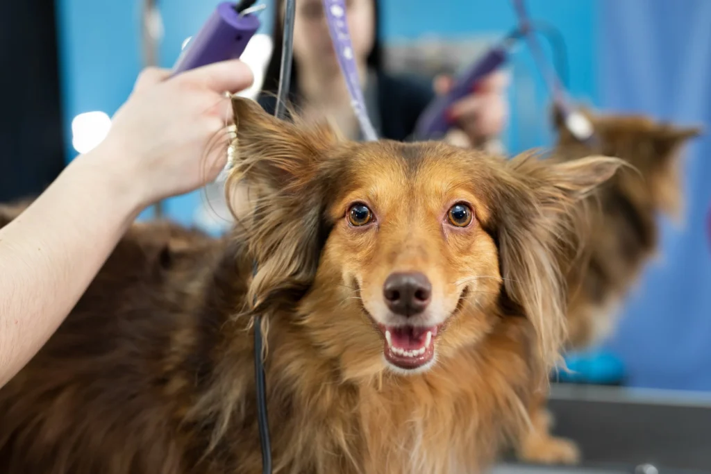 A dog being groomed in a pet grooming salon.